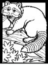 coloring_pages/animals_of_the_wood/color-racoon.JPG