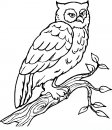 coloring_pages/animals_of_the_wood/owl.JPG