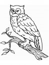 coloring_pages/animals_of_the_wood/owl_2.JPG