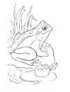 coloring_pages/aquatic_animals/frog.JPG