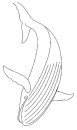 coloring_pages/aquatic_animals/whale_4.jpg