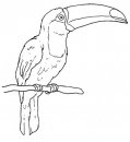 coloring_pages/birds/birds_33.JPG