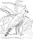 coloring_pages/birds/birds_5.JPG