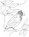 coloring_pages/birds/birds_7.JPG