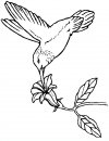 coloring_pages/birds/birds_9.JPG