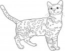 coloring_pages/cats/bangala.jpg