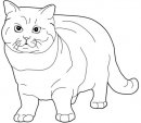 coloring_pages/cats/big_cat.jpg