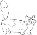 coloring_pages/cats/cat_68.jpg