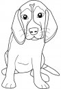 coloring_pages/dog/beagle.jpg