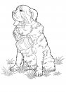 coloring_pages/dog/dog_coloring_pages_11.jpg