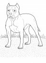 coloring_pages/dog/dog_coloring_pages_14.jpg