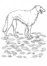 coloring_pages/dog/dog_coloring_pages_15.jpg