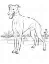 coloring_pages/dog/dog_coloring_pages_24.jpg