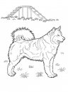 coloring_pages/dog/dog_coloring_pages_7.jpg
