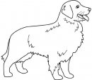 coloring_pages/dog/golden_retriever.jpg