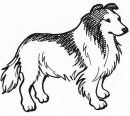 coloring_pages/dog/lassie.jpg