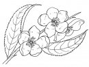 coloring_pages/flowers/flowers_09.JPG