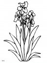 coloring_pages/flowers/flowers_12.JPG
