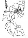 coloring_pages/flowers/flowers_16.JPG