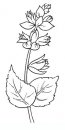 coloring_pages/flowers/flowers_46.JPG