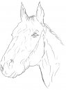 coloring_pages/horses/horses_14.jpg