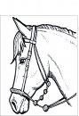 coloring_pages/horses/horses_21.jpg