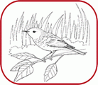 coloring pages birds